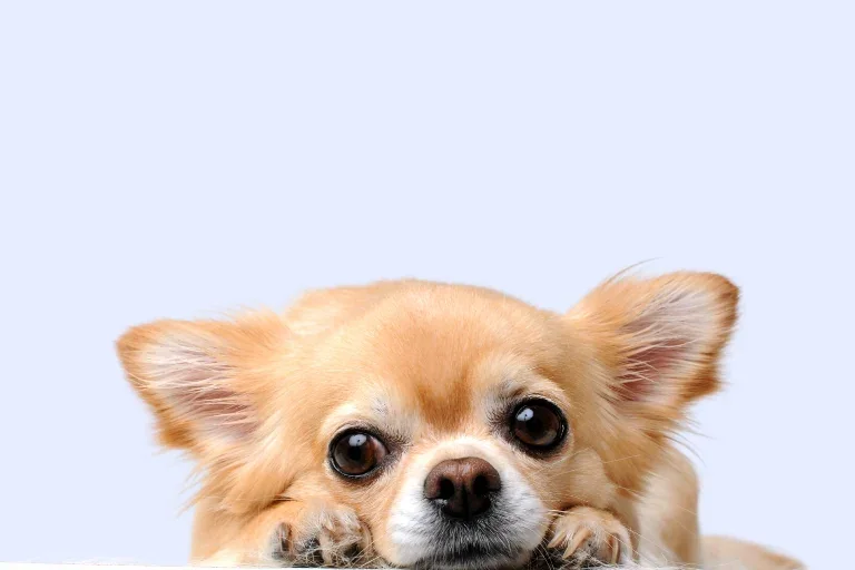 Pet-friendly hotel icon